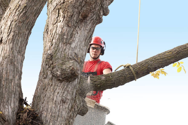 How Our Tree Care Process Works  in  Calabasas, CA